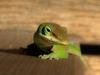 	Green Anole Lizard Climbing