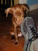	Puppy Shoe Chew 2