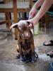 	Puppy Bath 2