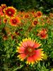 	Indian Blanket Wildflower Meadow