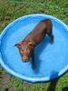 	Puppy in Wading Pool 1