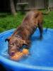 	Puppy in Wading Pool 2