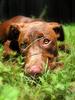 	Puppy in Grass Portrait