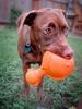 	Puppy With Toy 1