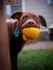 	Puppy With Toy Portrait