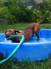 	Puppy in Wading Pool With Hose 1