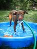 	Puppy in Wading Pool With Hose 2