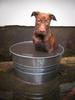 	Puppy In A Bucket 1