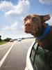 	Car Window Puppy