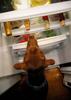 	Puppy In the Refrigerator