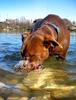 	Puppy Blowing Bubbles