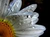 	Dewdrops on Daisy Petals