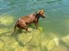 	Dog Wading 1