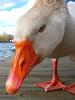 	Close up Portrait of Goose