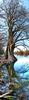 	Ancient Cypress Tree on Lady Bird Lake - Austin - Texas