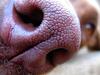 	Dog Nose Macro