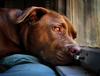 	Dog At Window Portrait