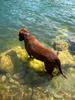 	Dog Wading 2