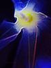	Morning Glory Macro Abstract