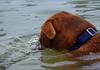 	Dog Blowing Bubbles 1