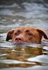 	Dog Swimming Portrait 1