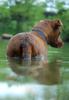 	Dog Wading Butt