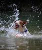 	Puppy Learning To Swim