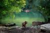 	Dog and Kayaker at Red Bud Isle - Lady Bird Lake - Austin - Texas