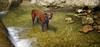 	Dog Wading In Creek 1