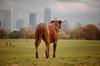 	Dog Looking At Skyline