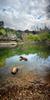 	Dog Swimming at Campbell's Hole - Austin - Texas