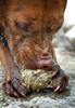 	Dog Slobber Tennis Ball Chewing