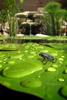 	Baby Toad In Pond