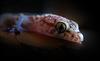 	Translucent Baby Gecko Portrait
