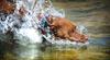 	Dog Splash Headfirst