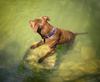 	Dog Wading 3