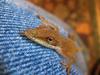 	Green Anole Lizard 2