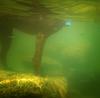 	Dog Underwater Shot