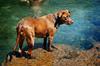 	Dog Wading 4