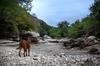 	Dog Exploring Dry Barton Creek - Austin - Texas