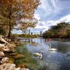 	Swans and Boaters on Barton Creek at Lady Bird Lake under the Downtown Skyline - Austin - Texas.