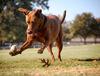 	Dog Chasing Ball