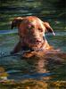 	Dog Wading Portrait