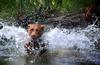 	Dog Splash Wave