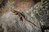 	Collared Lizard - Grand Canyon