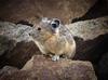 	Pika - Weminuche Wilderness - Colorado