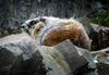 	Yellow Bellied Marmot - Glacier National Park