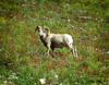 	Bighorn - Glacier National Park