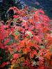 	Fall Color 1 - Glacier National Park