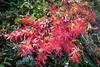 	Fall Color 3 - Glacier National Park